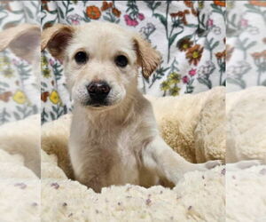 Mutt Dogs for adoption in Lakewood, CO, USA