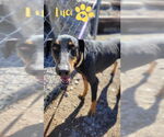 Small #1 Doberman Pinscher