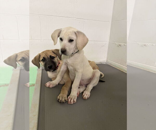 Medium Photo #11 Anatolian Shepherd-Labrador Retriever Mix Puppy For Sale in Higley, AZ, USA