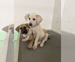Small #10 Anatolian Shepherd-Labrador Retriever Mix