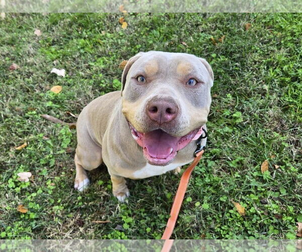 Medium Photo #1 American Bulldog-Unknown Mix Puppy For Sale in Millersville, MD, USA