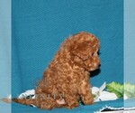 Small #4 Poodle (Toy)