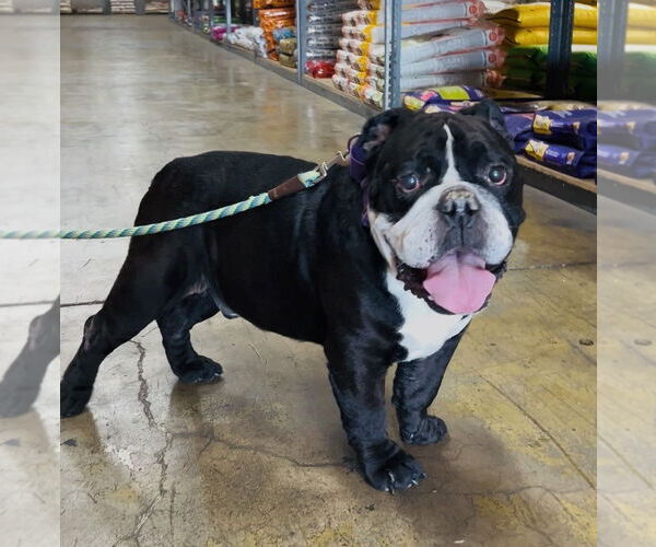 Medium Photo #3 Bulldog-Unknown Mix Puppy For Sale in Marina Del Rey, CA, USA