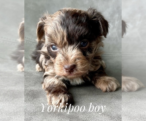 Medium Photo #5 YorkiePoo Puppy For Sale in AQUILLA, TX, USA