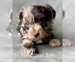 Small Photo #5 YorkiePoo Puppy For Sale in AQUILLA, TX, USA