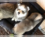 Small Photo #4 Pomsky Puppy For Sale in PANAMA CITY, FL, USA