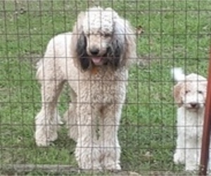 Mother of the Poodle (Standard) puppies born on 06/29/2022