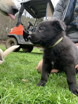 Medium Photo #18 German Shepherd Dog Puppy For Sale in MYRTLE CREEK, OR, USA