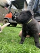 Small Photo #18 German Shepherd Dog Puppy For Sale in MYRTLE CREEK, OR, USA