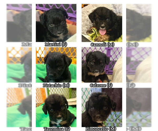 Medium Photo #3 Cocker Spaniel-Unknown Mix Puppy For Sale in Agoura Hills, CA, USA