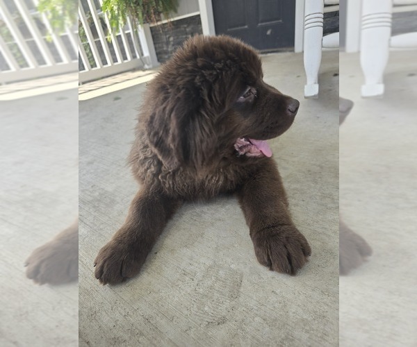 Medium Photo #67 Newfoundland Puppy For Sale in TILTON, IL, USA