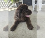 Small Photo #67 Newfoundland Puppy For Sale in TILTON, IL, USA