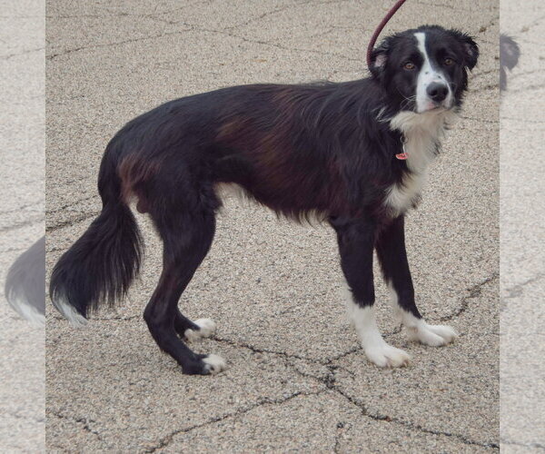 Medium Photo #3 Border Collie-Unknown Mix Puppy For Sale in Huntley, IL, USA