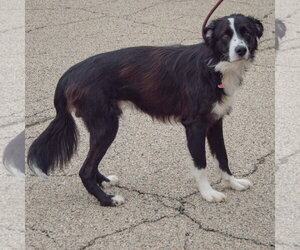 Ozzie - Male Border Collie-Unknown Mix Dog for Adoption - Photo #3
