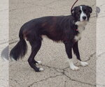Small Photo #3 Border Collie-Unknown Mix Puppy For Sale in Huntley, IL, USA