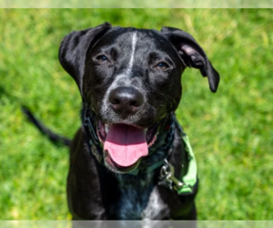 Labrador Retriever-Unknown Mix Dogs for adoption in Techny, IL, USA