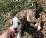 Small #2 American Bully-Boxer Mix
