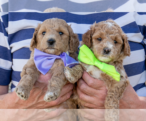 Medium Photo #3 Goldendoodle (Miniature) Puppy For Sale in ROY, UT, USA