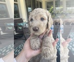Small Photo #19 Goldendoodle Puppy For Sale in CHULA VISTA, CA, USA