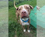 Small #12 American Pit Bull Terrier-American Staffordshire Terrier Mix