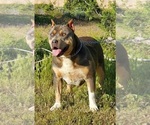 Small Photo #3 American Bully Puppy For Sale in PALMDALE, CA, USA
