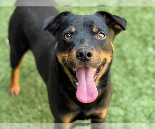 Medium Photo #2 Mutt Puppy For Sale in Moreno Valley, CA, USA