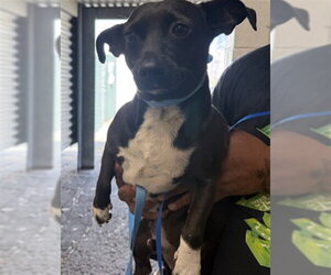 Chihuahua-Unknown Mix Dogs for adoption in San Bernardino, CA, USA