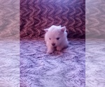 Small Photo #21 Pomeranian Puppy For Sale in CORYDON, IN, USA