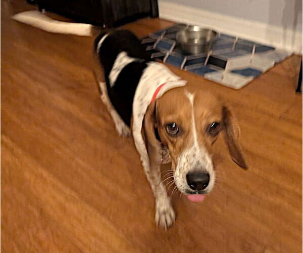 Medium Photo #4 Beagle Puppy For Sale in Dunnellon, FL, USA
