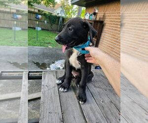 Great Dane Dogs for adoption in Bullard, TX, USA