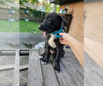 Small Great Dane