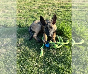 Belgian Malinois Puppy for Sale in BRYAN, Texas USA