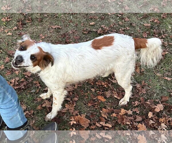 Medium Photo #3 Brittany-Unknown Mix Puppy For Sale in Alexander, AR, USA