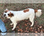 Small #2 Brittany Mix