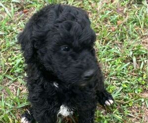 Bernedoodle Puppy for Sale in RED OAK, Texas USA
