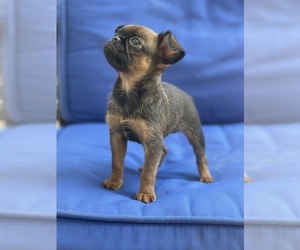 Brussels Griffon Puppy for sale in POWHATAN, VA, USA