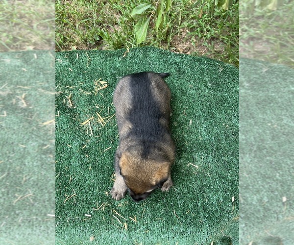 Medium Photo #3 German Shepherd Dog Puppy For Sale in POWDER SPRINGS, GA, USA