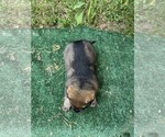 Small #2 German Shepherd Dog