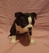 Small Photo #1 Boston Terrier Puppy For Sale in WINDSOR, SC, USA