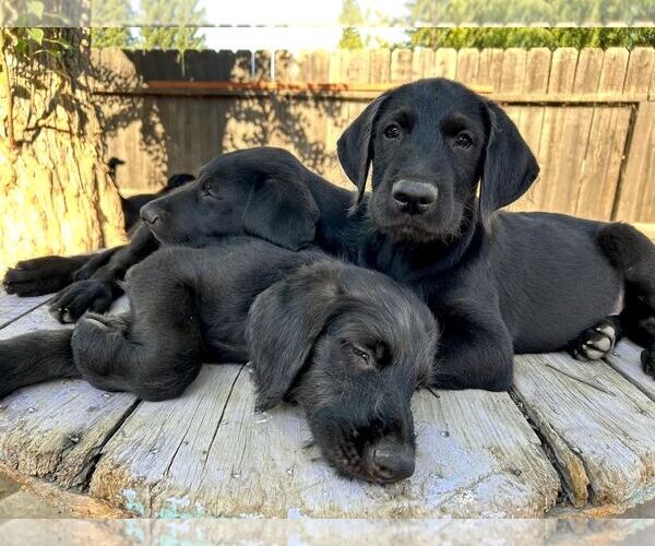 Medium Photo #1 Labrador Retriever-Unknown Mix Puppy For Sale in Clovis, CA, USA