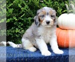 Small #3 Bernedoodle (Miniature)