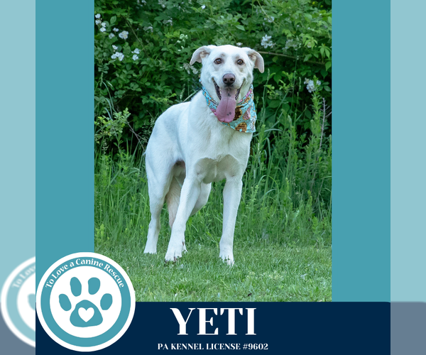 Medium Photo #3 Shepradors Puppy For Sale in Kimberton, PA, USA