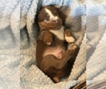 Small #1 Dachshund