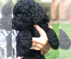 Labradoodle-Poodle (Standard) Mix Puppy for sale in AUSTIN, TX, USA
