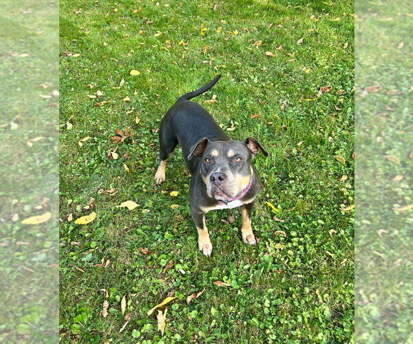Medium Photo #15 American Staffordshire Terrier-Unknown Mix Puppy For Sale in Brewster, NY, USA