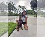 Small Photo #90 Doberman Pinscher Puppy For Sale in FORT LAUDERDALE, FL, USA