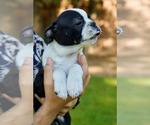 Small #4 Boston Terrier