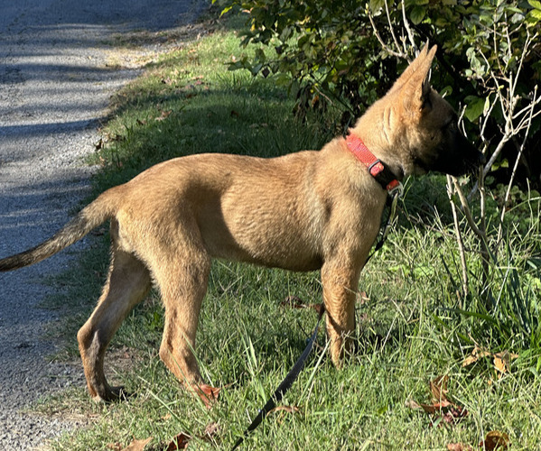 Medium Photo #54 Belgian Malinois Puppy For Sale in S CHARLESTON, WV, USA