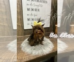 Small #1 Yorkshire Terrier