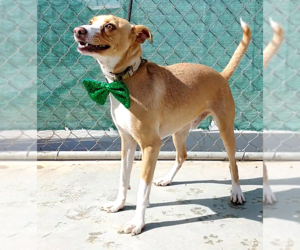 Mutt Dogs for adoption in Apple Valley, CA, USA